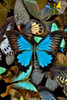 Butterflies grouped together to make pattern with mountain blue swallowtail, Sammamish, Washington State Poster Print by Darrell Gulin (18 x 24) # US48DGU1679