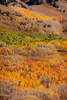 USA, Colorado Autumn aspen grove in Gunnison National Forest Credit as: Don Grall / Jaynes Gallery Poster Print by Jaynes Gallery (18 x 24) # US06BJY1515