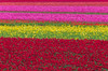 USA, Washington State, Skagit Valley Row patterns of tulips Credit as: Jim Nilsen / Jaynes Gallery Poster Print by Jaynes Gallery (24 x 18) # US48BJY1146