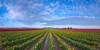 USA, Washington State, Skagit Valley Rows of tulips and sky Credit as: Jim Nilsen / Jaynes Gallery Poster Print by Jaynes Gallery (24 x 18) # US48BJY1150