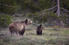 USA, Wyoming, Grand Teton National Park Sow grizzly with cub Credit as: Don Grall / Jaynes Gallery Poster Print by Jaynes Gallery (24 x 18) # US51BJY0291