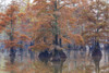 Cypress trees in fall color Horseshoe Lake State Fish and Wildlife Area, Alexander County, Illinois Poster Print by Richard & Susan Day - Item # VARPDDUS14RDY2423