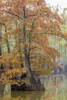 Cypress trees in fall color Horseshoe Lake State Fish and Wildlife Area, Alexander County, Illinois Poster Print by Richard & Susan Day - Item # VARPDDUS14RDY2424
