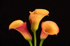 USA, Washington State, Bellingham Calla lilies close-up Credit as: Dennis Kirkland / Jaynes Gallery Poster Print by Jaynes Gallery (24 x 18) # US48BJY1287