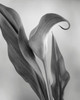 USA, Washington State, Seabeck Black and white of calla lily Credit as: Don Paulson / Jaynes Gallery Poster Print by Jaynes Gallery (18 x 24) # US48BJY1340