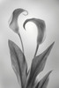 USA, Washington State, Seabeck Black and white of calla lily Credit as: Don Paulson / Jaynes Gallery Poster Print by Jaynes Gallery (18 x 24) # US48BJY1346