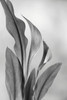 USA, Washington State, Seabeck Black and white of calla lily Credit as: Don Paulson / Jaynes Gallery Poster Print by Jaynes Gallery (18 x 24) # US48BJY1350