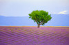 France, Provence, Valensole Plateau Field of lavender and tree Credit as: Jim Nilsen / Jaynes Gallery Poster Print by Jaynes Gallery (24 x 18) # EU09BJY0061