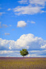 France, Provence, Valensole Plateau Field of lavender and tree Credit as: Jim Nilsen / Jaynes Gallery Poster Print by Jaynes Gallery (18 x 24) # EU09BJY0062