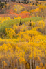 USA, Colorado, Gunnison National Forest Forest in autumn colors Credit as: Don Grall / Jaynes Gallery Poster Print by Jaynes Gallery (18 x 24) # US06BJY1494