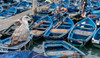 Africa, Morocco, Essaouira Close-up of seagull and moored boats Credit as: Bill Young / Jaynes Gallery Poster Print by Jaynes Gallery (24 x 18) # AF29BJY0008