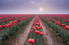USA, Washington State, Skagit Valley Rows of red tulips and sky Credit as: Jim Nilsen / Jaynes Gallery Poster Print by Jaynes Gallery (24 x 18) # US48BJY1148