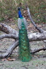 India, Madhya Pradesh, Kanha National Park A male Indian peafowl standing on something high waiting for a female Poster Print by Ellen Goff (18 x 24) # AS10EGO0075