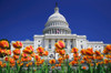 USA, Washington DC Tulips bloom in front of Capitol Building Credit as: Dennis Flaherty / Jaynes Gallery Poster Print by Jaynes Gallery (24 x 18) # US09BJY0030