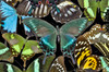 Butterflies grouped together to make pattern with Asian swallowtail Papilio bianor, Sammamish, Washington State Poster Print by Darrell Gulin (24 x 18) # US48DGU1680