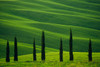 Europe, Italy, Tuscany, Val d' Orcia Cypress trees and wheat field Credit as: Jim Nilsen / Jaynes Gallery Poster Print by Jaynes Gallery (24 x 18) # EU16BJY0508