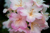 USA, Oregon, Shore Acres State Park Rhododendron flowers close-up Credit as: Jean Carter / Jaynes Gallery Poster Print by Jaynes Gallery (24 x 18) # US38BJY1415