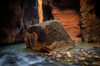 USA, Utah, Zion National Park Virgin River flows through The Narrows Credit as: Jim Nilsen / Jaynes Gallery Poster Print by Jaynes Gallery (24 x 18) # US45BJY0749