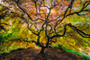 USA, Washington State, Seattle Japanese maple in Kubota Gardens Park Credit as: Jim Nilsen / Jaynes Gallery Poster Print by Jaynes Gallery (24 x 18) # US48BJY1116