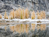 Washington State, Alpine Lakes Wilderness Enchantment Lakes, snow-covered larch trees reflected in Gnome Tarn Poster Print by Jamie & Judy Wild (24 x 18) # US48JWI5291
