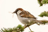 George Reifel Migratory Bird Sanctuary, British Columbia, Canada House sparrow sitting on a branch eating an insect Poster Print by Janet Horton (24 x 18) # CN02JHO0000