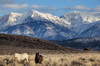 USA, California White Mountains and wild mustangs in Adobe Valley Credit as: Dennis Flaherty / Jaynes Gallery Poster Print by Jaynes Gallery (24 x 18) # US05BJY1448