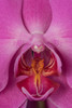 USA, Washington State, Bellingham Close-up of phalaenopsis orchid Credit as: Dennis Kirkland / Jaynes Gallery Poster Print by Jaynes Gallery (18 x 24) # US48BJY1279