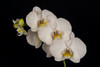 USA, Washington State, Bellingham Close-up of phalaenopsis orchid Credit as: Dennis Kirkland / Jaynes Gallery Poster Print by Jaynes Gallery (24 x 18) # US48BJY1280