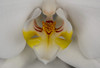 USA, Washington State, Bellingham Close-up of phalaenopsis orchid Credit as: Dennis Kirkland / Jaynes Gallery Poster Print by Jaynes Gallery (24 x 18) # US48BJY1283