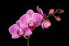 USA, Washington State, Bellingham Close-up of phalaenopsis orchid Credit as: Dennis Kirkland / Jaynes Gallery Poster Print by Jaynes Gallery (24 x 18) # US48BJY1285