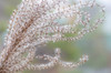 USA, Washington State, Seabeck Seed head of Miscanthus sinensis grass Credit as: Don Paulson / Jaynes Gallery Poster Print by Jaynes Gallery (24 x 18) # US48BJY1318