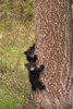 USA, Wyoming, Yellowstone National Park Black bear cubs climb pine tree Credit as: Don Grall / Jaynes Gallery Poster Print by Jaynes Gallery (18 x 24) # US51BJY0277