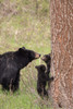 USA, Wyoming, Yellowstone National Park Black bear cubs and mother bear Credit as: Don Grall / Jaynes Gallery Poster Print by Jaynes Gallery (18 x 24) # US51BJY0278