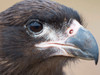 Juvenile with typical pale skin in face Striated Caracara or Johnny Rook, protected, endemic to the Falkland Islands Poster Print by Martin Zwick (24 x 18) # SA09MZW1131