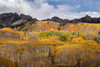 USA, Colorado, Gunnison National Forest Autumn aspen forest and mountain Credit as: Don Grall / Jaynes Gallery Poster Print by Jaynes Gallery (24 x 18) # US06BJY1523