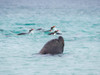 Young southern sea lion bull hunting for Gentoo penguins The hunt happens on the beach not in water, Falkland Islands Poster Print by Martin Zwick (24 x 18) # SA09MZW1588