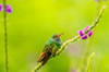 Costa Rica, Arenal Rufous-tailed hummingbird and vervain flower Credit as: Cathy & Gordon Illg / Jaynes Gallery Poster Print by Jaynes Gallery (24 x 18) # SA22BJY0193