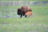 Yellowstone National Park, Lamar Valley American bison cow with her calf walk through wildflowers and the flooded meadow Poster Print by Ellen Goff (24 x 18) # US51EGO0320