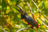 Costa Rica, La Selva Biological Station Collared aricari on limb Credit as: Cathy & Gordon Illg / Jaynes Gallery Poster Print by Jaynes Gallery (24 x 18) # SA22BJY0246