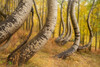 USA, Colorado, Uncompahgre National Forest Deformed aspen trunks in forest Credit as: Don Grall / Jaynes Gallery Poster Print by Jaynes Gallery (24 x 18) # US06BJY1527