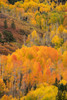 USA, Colorado, Uncompahgre National Forest Mountain aspen forest in autumn Credit as: Don Grall / Jaynes Gallery Poster Print by Jaynes Gallery (18 x 24) # US06BJY1529