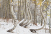 USA, Colorado, Uncompahgre National Forest Deformed aspen trunks in winter Credit as: Don Grall / Jaynes Gallery Poster Print by Jaynes Gallery (24 x 18) # US06BJY1537
