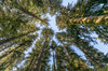 USA, Washington State, Olympic National Park Looking up at conifer trees Credit as: Don Paulson / Jaynes Gallery Poster Print by Jaynes Gallery (24 x 18) # US48BJY1261