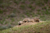 USA, Wyoming, Yellowstone National Park Badger kits and mother outside den Credit as: Don Grall / Jaynes Gallery Poster Print by Jaynes Gallery (24 x 18) # US51BJY0302