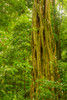 Costa Rica, Monteverde Cloud Forest Reserve Banyan tree in forest Credit as: Cathy & Gordon Illg / Jaynes Gallery Poster Print by Jaynes Gallery (18 x 24) # SA22BJY0227