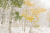 USA, Colorado, White River National Forest Snow coats aspen trees in winter Credit as: Don Grall / Jaynes Gallery Poster Print by Jaynes Gallery (24 x 18) # US06BJY1544
