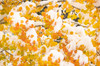 USA, Colorado, White River National Forest Snow coats aspen trees in winter Credit as: Don Grall / Jaynes Gallery Poster Print by Jaynes Gallery (24 x 18) # US06BJY1545