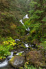 USA, Washington State, Olympic National Park Bunch Creek Falls and forest Credit as: Don Paulson / Jaynes Gallery Poster Print by Jaynes Gallery (18 x 24) # US48BJY1211