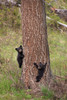 USA, Wyoming, Yellowstone National Park Two black bear cubs climb pine tree Credit as: Don Grall / Jaynes Gallery Poster Print by Jaynes Gallery (18 x 24) # US51BJY0306