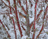 USA, Washington State, Seabeck Snow-covered coral bark Japanese maple tree Credit as: Don Paulson / Jaynes Gallery Poster Print by Jaynes Gallery (24 x 18) # US48BJY1336